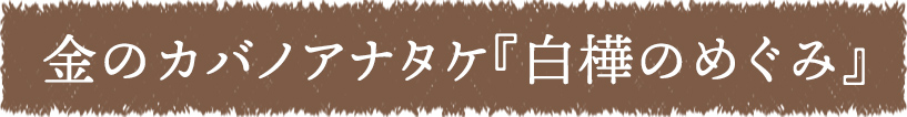 金のカバノアナタケ　白樺のめぐみ